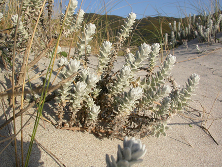 Otanthus maritimus (L.)