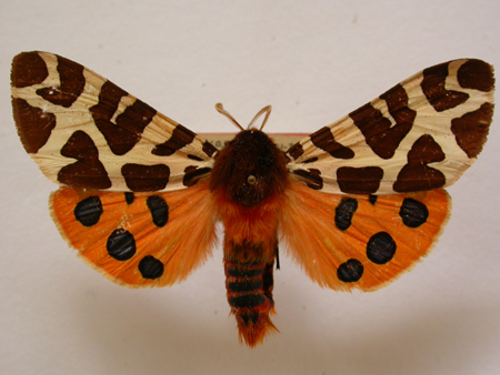 Arctia caja