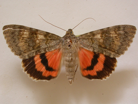 Catocala elocata