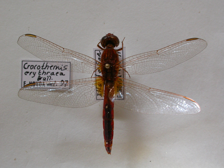 Crocothemis erythraea