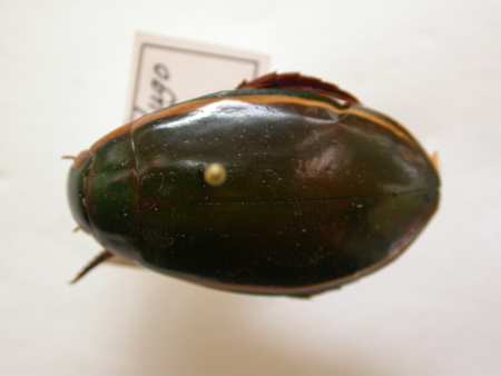 Cybister lateralimarginalis