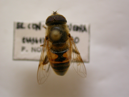 Eristalis tenax