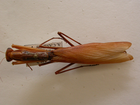 Mantis religiosa