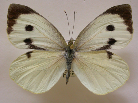 Pieris brassicae