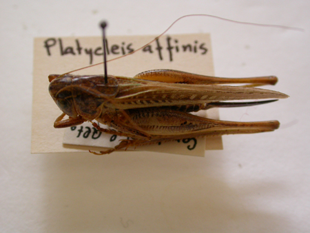Platycleis affinis