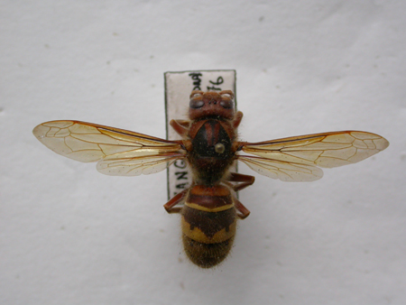 Vespa crabro