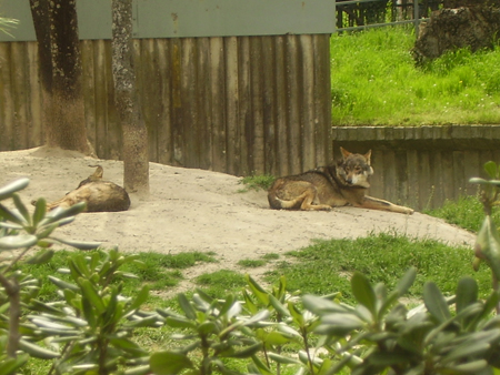 Canis lupus