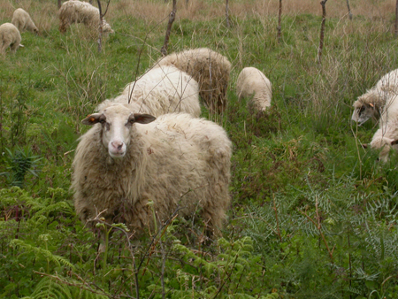 Ovis aries