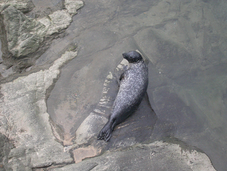 Phoca vitulina