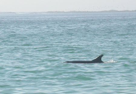 Tursiops truncatus 1