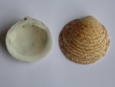 GLycymeris glycymeris