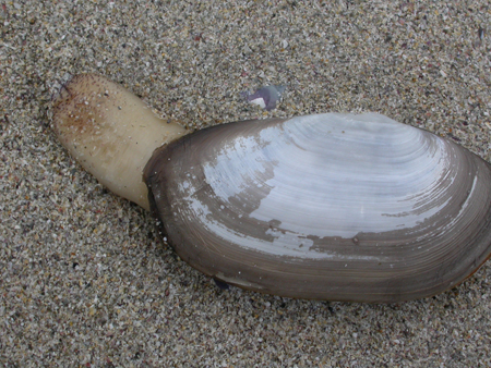 Lutraria lutraria