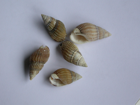 Nassarius reticulatus