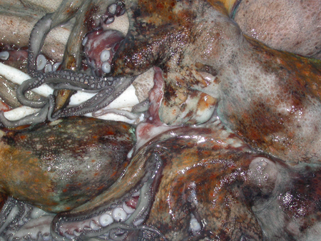 Octopus vulgaris
