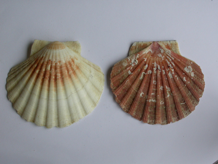 Pecten maximus