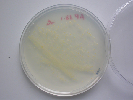 Tenacibaculum maritimun