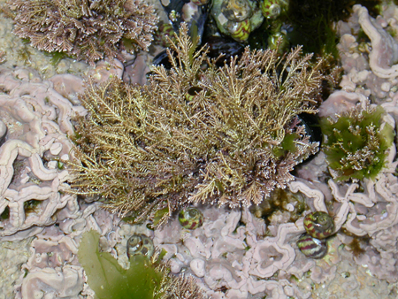 Corallina officinalis