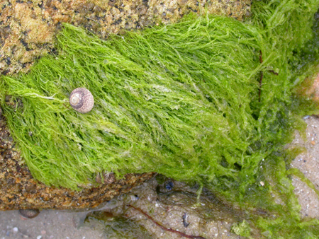 Enteromorpha ramulosa
