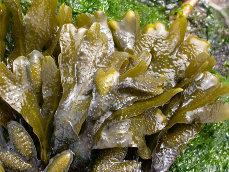 Fucus spiralis