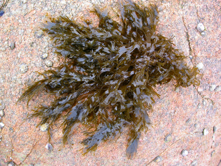 Phaeophyta 02