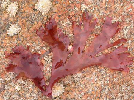 Rhodophyta 01