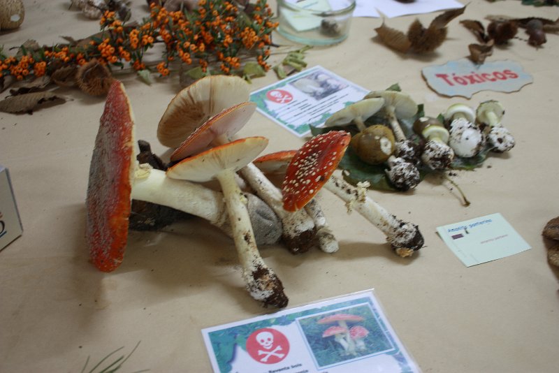 exp_cogumelos_0012.JPG
