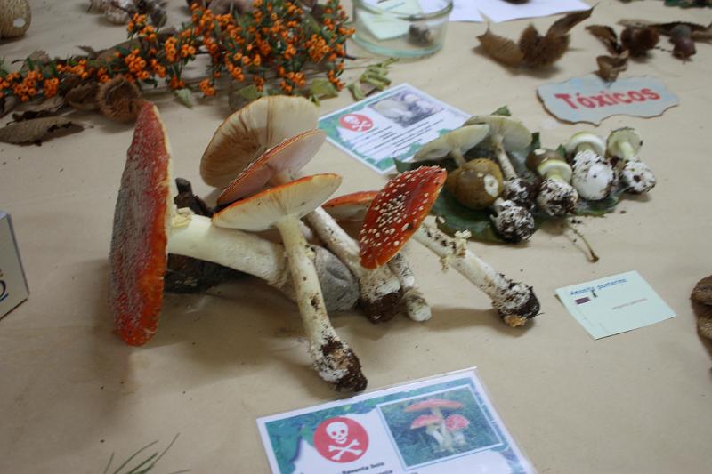 exp_cogumelos_0012.JPG