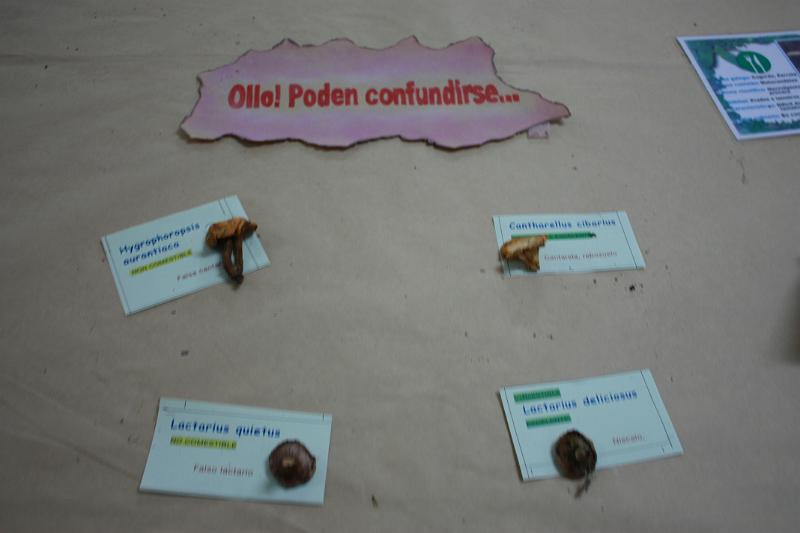 exp_cogumelos_0015.JPG