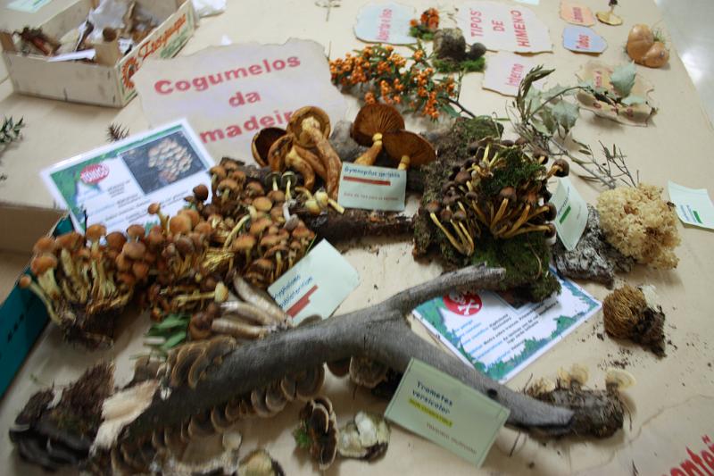 exp_cogumelos_0016.JPG