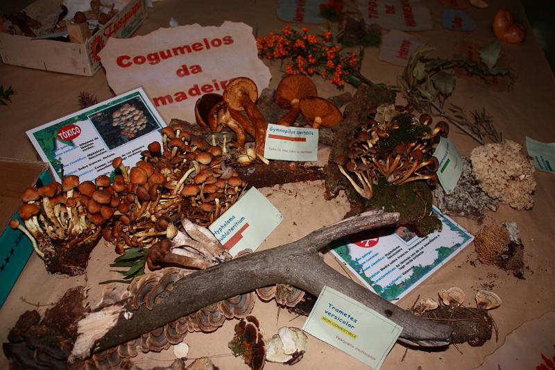 exp_cogumelos_0017.JPG