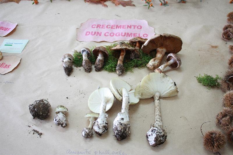 exp_cogumelos_0025.JPG