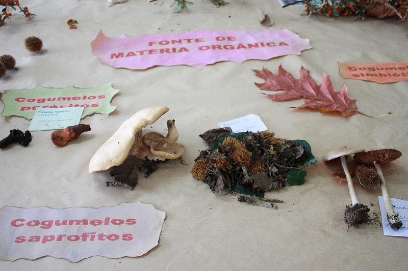 exp_cogumelos_0026.JPG