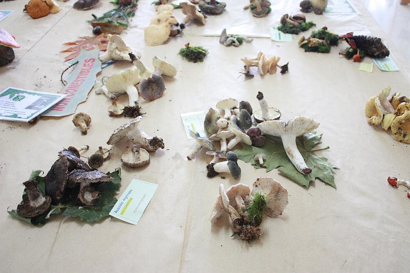 exp_cogumelos_0031.JPG