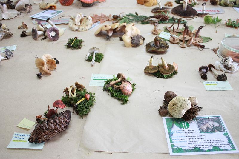 exp_cogumelos_0032.JPG