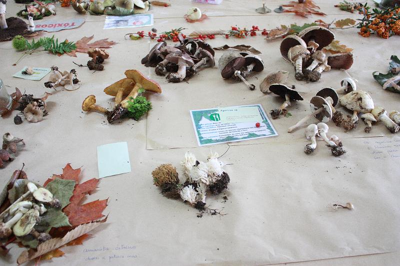 exp_cogumelos_0033.JPG