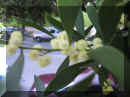 acacia (10).JPG (347475 bytes)