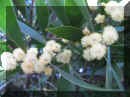 acacia (11).JPG (408890 bytes)