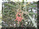 acacia (2).JPG (617264 bytes)