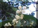 acacia (6).JPG (422996 bytes)