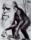 darwin_ape.jpg