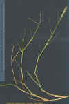 Paspalum.jpg (24309 bytes)