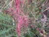 Cuscuta.jpg