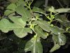 Ficus_carica.jpg