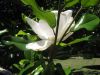 Magnolia_grandiflora.jpg