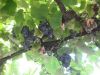Vitis_vinífera.jpg