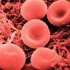 gl�bulos vermellos