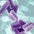 bacteria