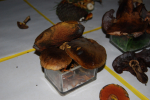 Boletus erytropus
