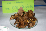 Cantarellus lutescens