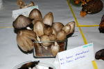 Coprinus atramentarius